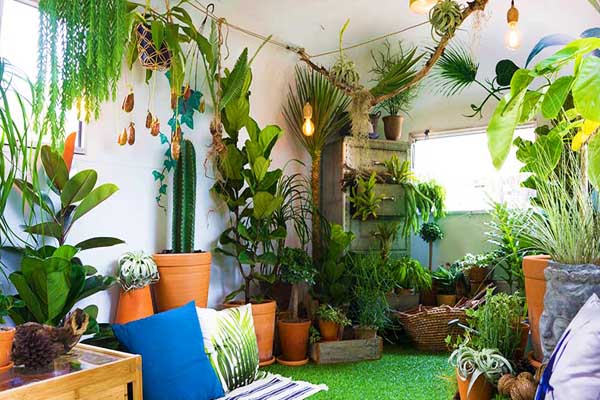 گیاهان آپارتمان